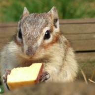 RPEACEさんのアイコン画像