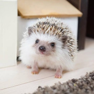 ○*Flower ~*。さんのアイコン画像