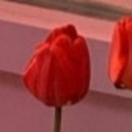 🌷🌷🌷🌷さんのアイコン画像