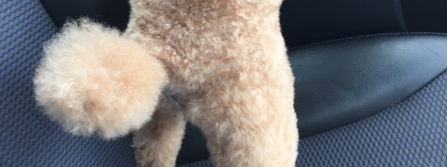 もふもふさんの壁紙画像