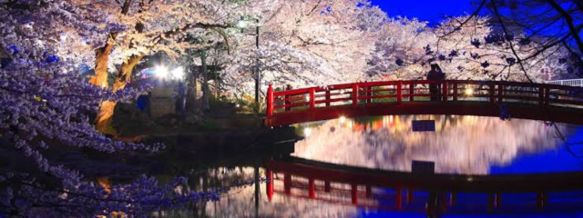 八重桜  絢乃さんの壁紙画像