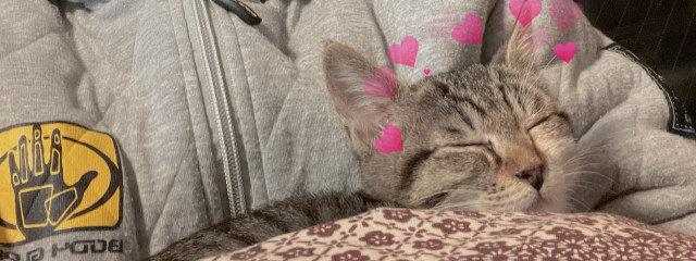 もみじゆさんの壁紙画像