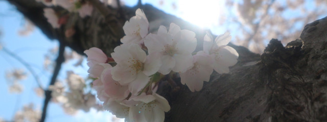 Riroさんの壁紙画像