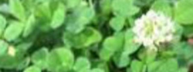 蒼 咲さんの壁紙画像