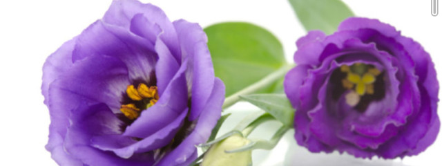 ムラサキキキョウさんさんの壁紙画像