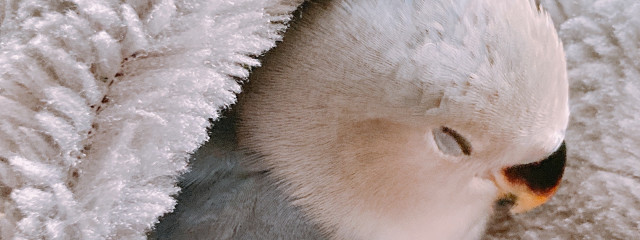 七瑠＠です！さんの壁紙画像