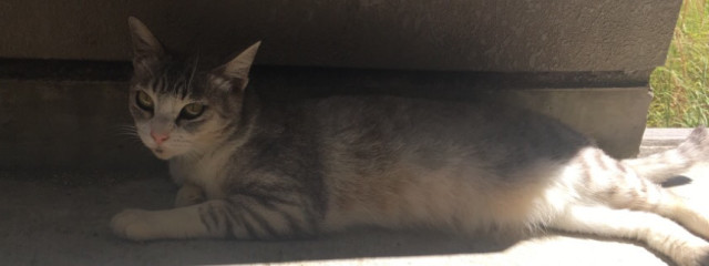 あかりさんの壁紙画像