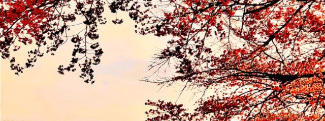 華月 杏弥さんの壁紙画像