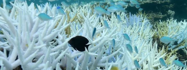 サンゴ礁の顔さんの壁紙画像