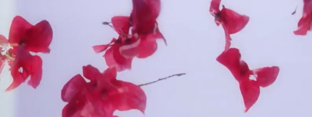 りこさんの壁紙画像