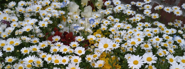 さきいかさんの壁紙画像