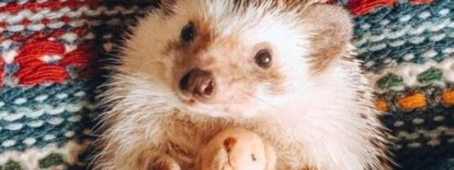 Susan🦋さんの壁紙画像