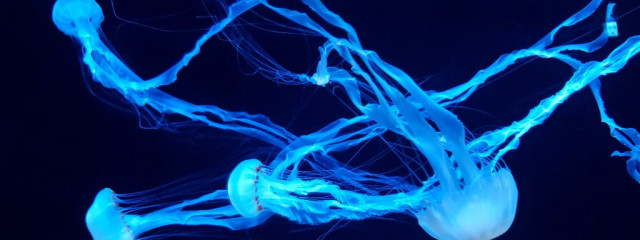 Jellyfish 🪼 해파리 さんの壁紙画像