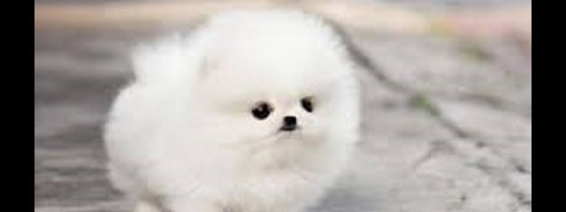 のんさんの壁紙画像