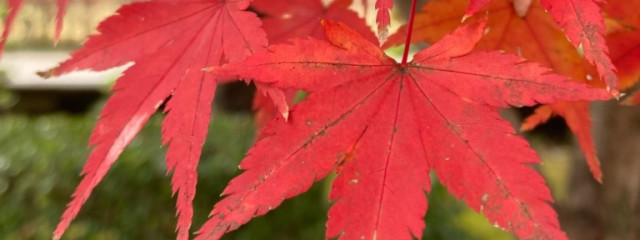 Leecheさんの壁紙画像