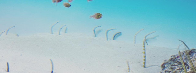 めーぷるさんの壁紙画像