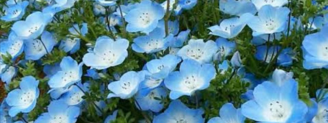 🍎ｱｶﾘﾝｺﾞ🍎＠不定期更新さんの壁紙画像