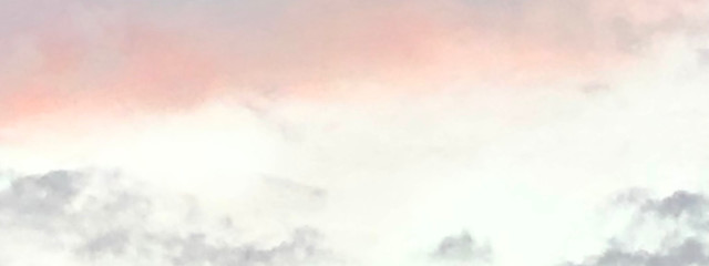 ねこさんの壁紙画像