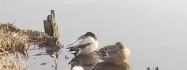 ゆきみだいふく@超低浮上さんの壁紙画像