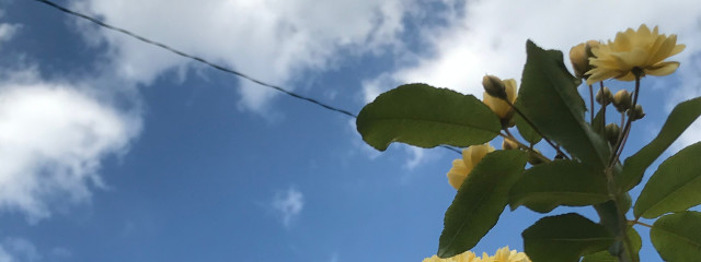 🍒あめりさんの壁紙画像