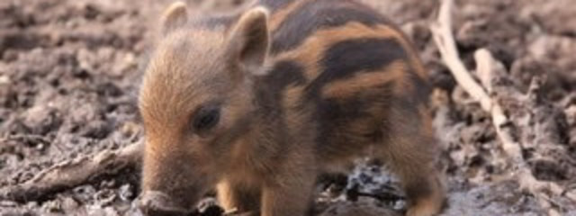 猫好き🐈スマイル＠活動休止中さんの壁紙画像