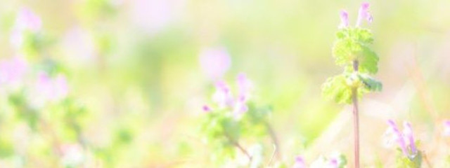 A+아 🌸さんの壁紙画像