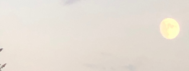 ﾌﾞﾄﾞｳさんの壁紙画像