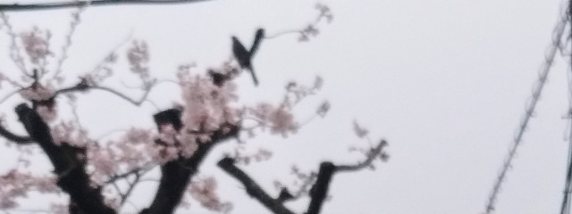 モちさんの壁紙画像