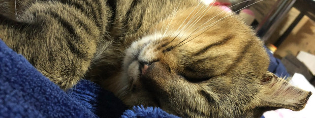 梨莉（りり）@ダイエット始めたさんの壁紙画像