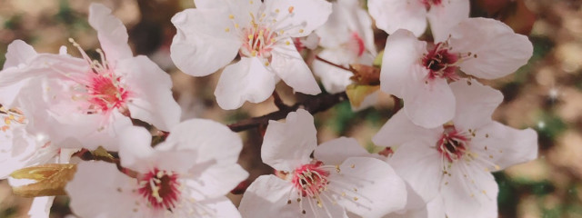 キコウサギ🌸🐇パキラ所属🌸❁*·⑅さんの壁紙画像