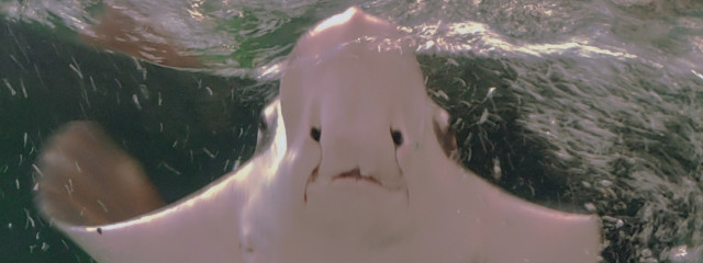 エイだよさんの壁紙画像