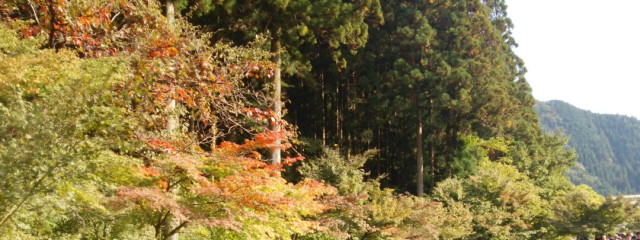 緋彩 さんの壁紙画像