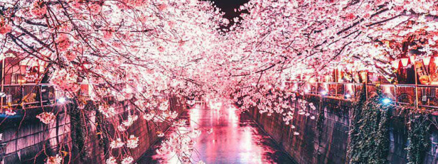 夜桜｡.*🌙🌸さんの壁紙画像