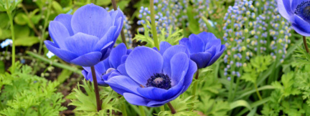 菊風 沙羅@強火めめなべさく担さんの壁紙画像