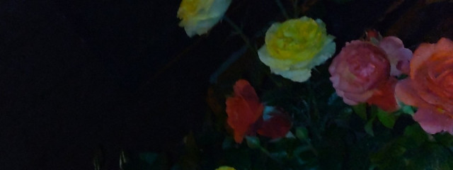 actさんの壁紙画像