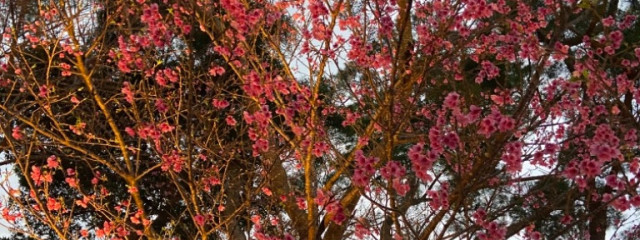 桜葉燐音さんの壁紙画像