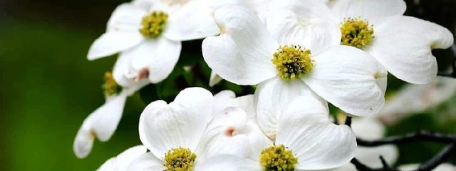 はなみさんの壁紙画像