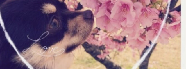 ひなあられ さんのプロフィール 無料スマホ夢小説ならプリ小説 Bygmo ひなあられ さんのプロフィール 無料スマホ夢小説ならプリ小説 Bygmo