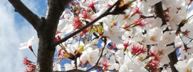 はちみつきゃんでぃーさんの壁紙画像