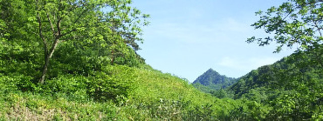 minnto🌱@永遠のエンジョイ勢さんの壁紙画像