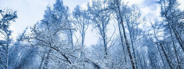 蔦紅葉 @別室登校少女さんの壁紙画像