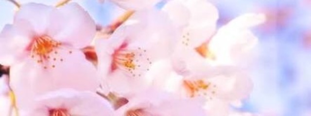 さくらどろっぷ.さんの壁紙画像