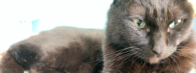 🐈さんさんの壁紙画像