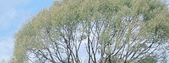 あさんの壁紙画像