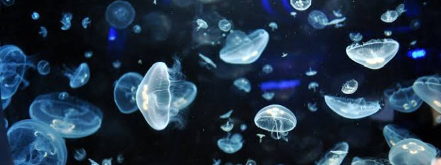 夢亜ん。さんの壁紙画像