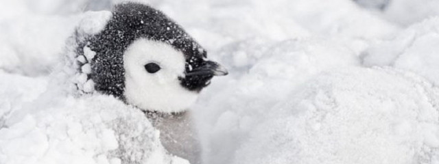 飛べない鳥@ペンギン🐧@毎日投稿中さんの壁紙画像