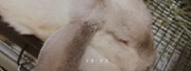 かなでさんの壁紙画像