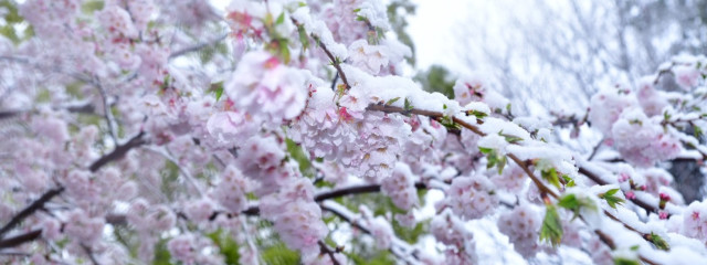 ＊ＲＩＲＡ＊さんの壁紙画像