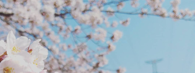 特濃豆乳さんの壁紙画像