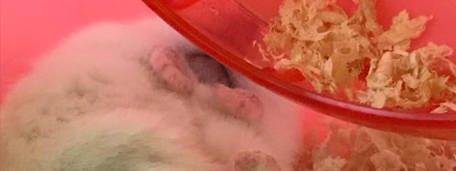 玲王さんの壁紙画像